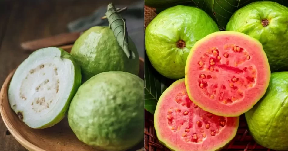 Guava,guava juice, guava fruit, guava calories 100 grams, guava paste, guava juice 3am, guava juice youtube, guava tree, guava jelly, guava island, guava juice videos,